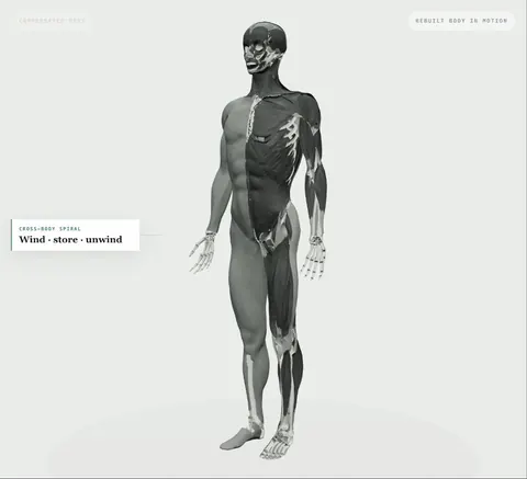 A study from the book: the connected body, the spiral restored